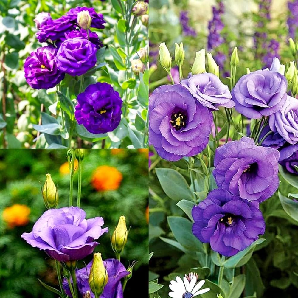 Blue Lisianthus Flower seeds for Planting Easy to Grow Heirloom & GMO Free Seeds for Home Garden