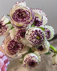 Brown Shade Japanese ranunculus Flower seeds for Planting - Fragrant Blossoms, Heirloom & GMO Free Seeds for Home Garden
 
 Sale for planting in home garden.