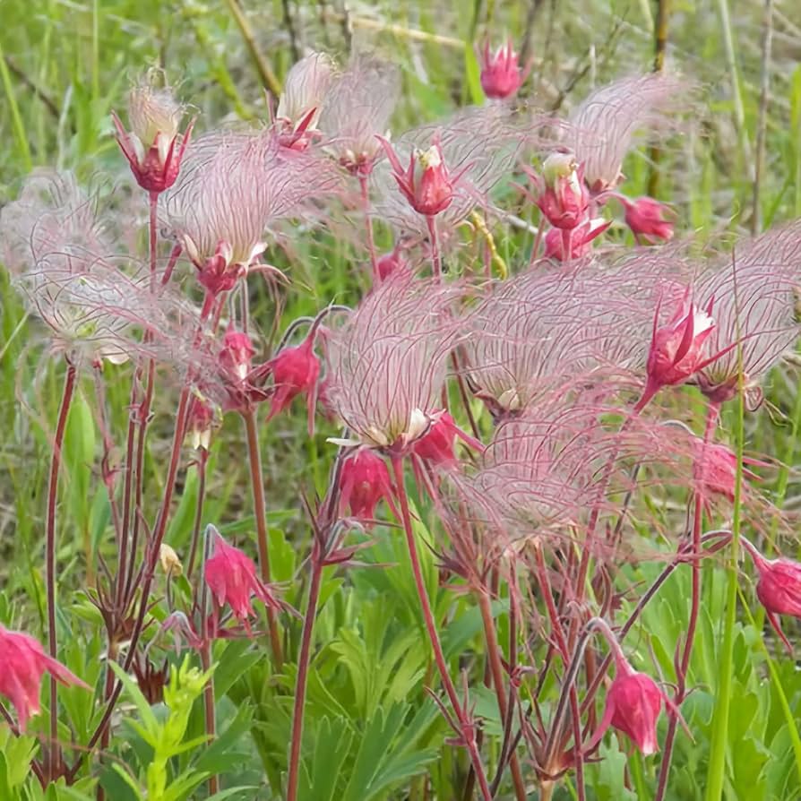 Smoke Flower seeds for Planting Garden Favorite Heirloom & GMO Free Seeds for Home Garden 
 
 Sale