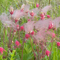 Smoke Flower seeds for Planting Garden Favorite Heirloom & GMO Free Seeds for Home Garden 
 
 Sale