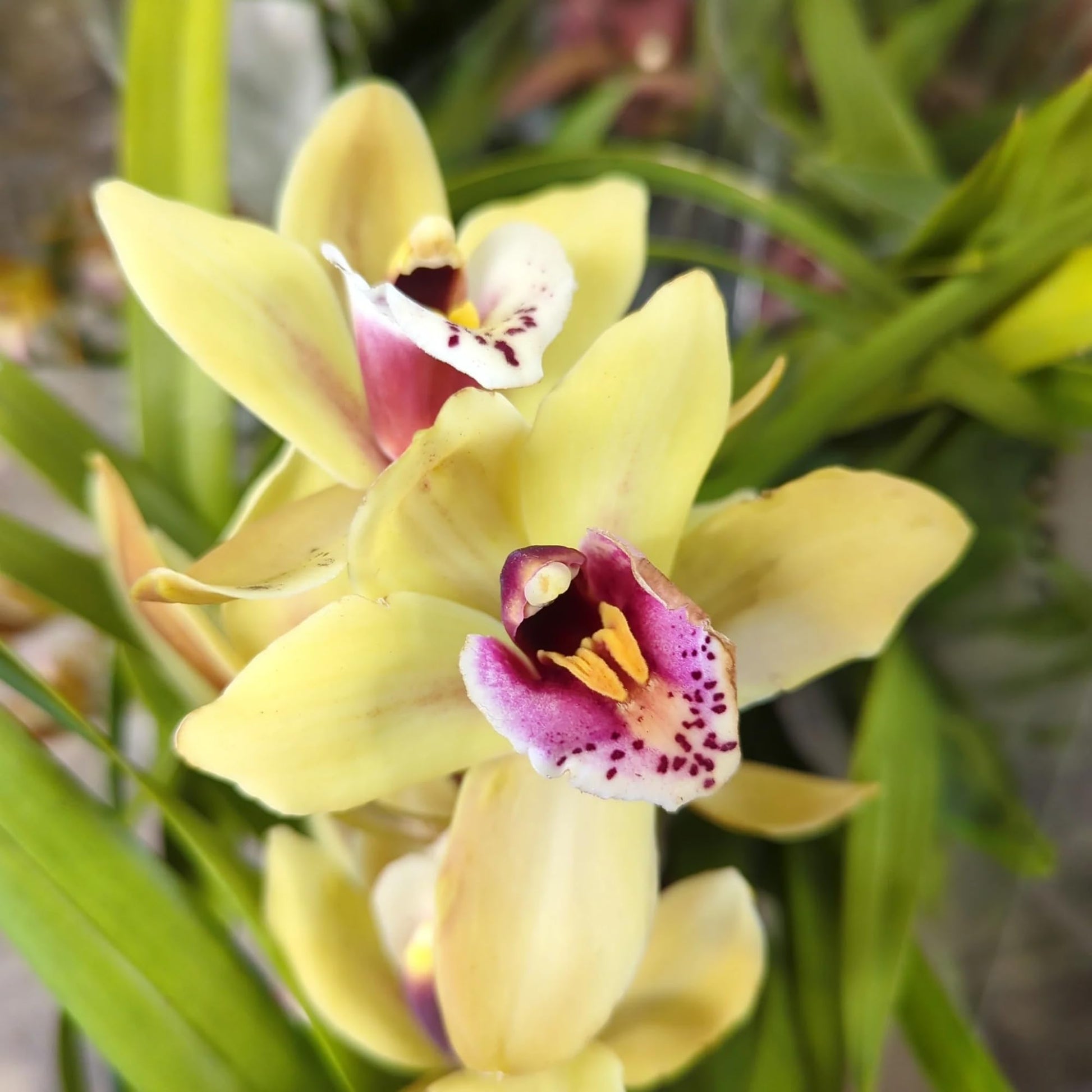 Mixed Butterfly Orchid Flower seeds for Planting - Long Bloom Season, Heirloom & GMO Free Seeds for Home Garden