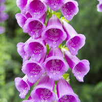 Digitalis Flower seeds for Planting - Shade Tolerant, Heirloom & GMO Free Seeds for Home Garden
 
 Sale for planting in home garden