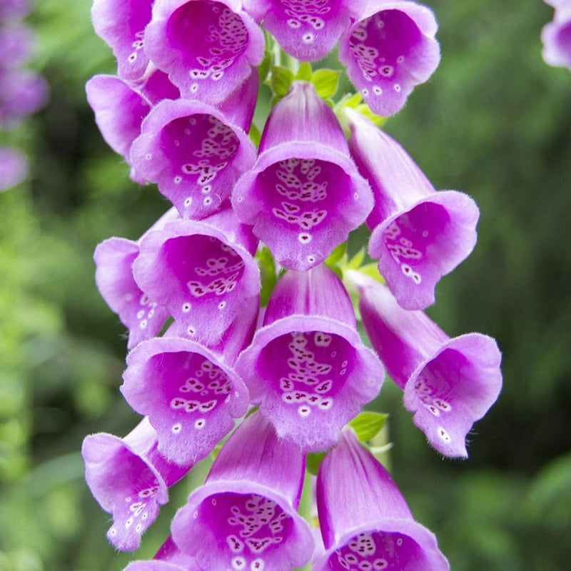 Digitalis Flower seeds for Planting - Shade Tolerant, Heirloom & GMO Free Seeds for Home Garden
 
 Sale for planting in home garden
