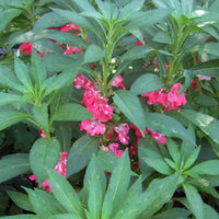 Light Pink Balsam Camellia Flower seeds for Planting Easy to Grow Heirloom & GMO Free Seeds for Home Garden
