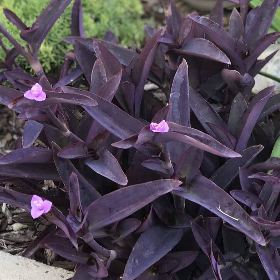 Setcreasea Plant Seeds for Planting  Seed for Lush and Hardy Growth