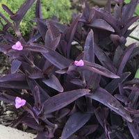 Setcreasea Plant Seeds for Planting  Seed for Lush and Hardy Growth
