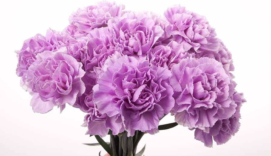 Lavender Carnation Flower seeds for Planting - Wildflower Mix, Heirloom & GMO Free Seeds for Home Garden