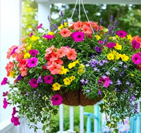 Calibrachoa Flower seeds for Planting Cut Flower Favorite Heirloom & GMO Free Seeds for Home Garden
