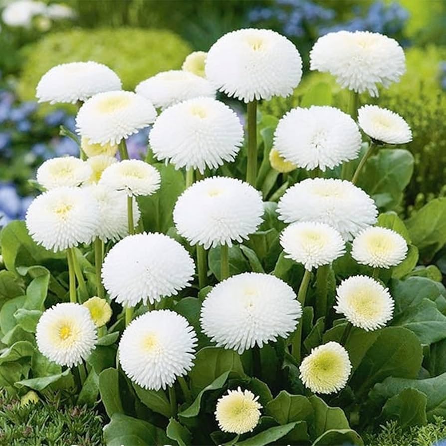 White Bellis Flower seeds for Planting - Cottage Garden Essential, Heirloom & GMO Free Seeds for Home Garden