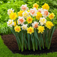 Mixed Colour Double Narcissus Flower Seeds for Planting Garden Favorite Heirloom & GMO Free Seeds for Home Garden
 
 Sale