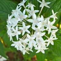 Pentas Lanceolata Flower Seeds