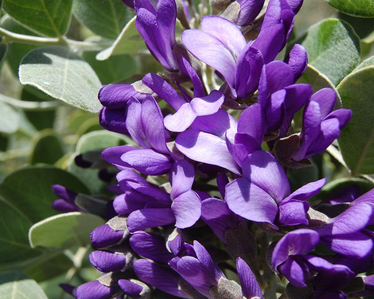 Secundiflora Flower seeds for Planting Drought Tolerant Heirloom & GMO Free Seeds for Home Garden 
 
 Sale for planting in home garden