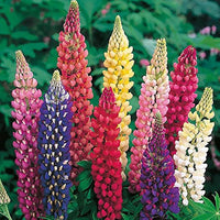 Mixed Lupine Flower Seeds for Planting Colorful Wildflower Garden