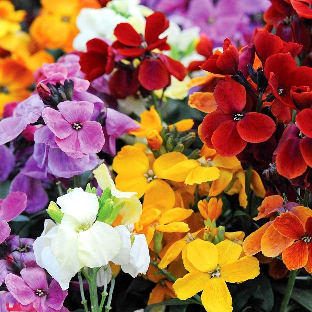 Mixed Cheiranthus Cheiri Flower Seeds for Easy Planting