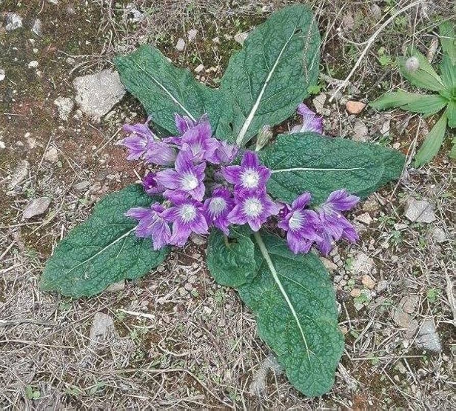 Mandragora Flower seeds for Planting - Sun Loving, Heirloom & GMO Free Seeds for Home Garden