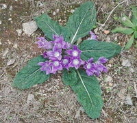 Mandragora Flower seeds for Planting - Sun Loving, Heirloom & GMO Free Seeds for Home Garden