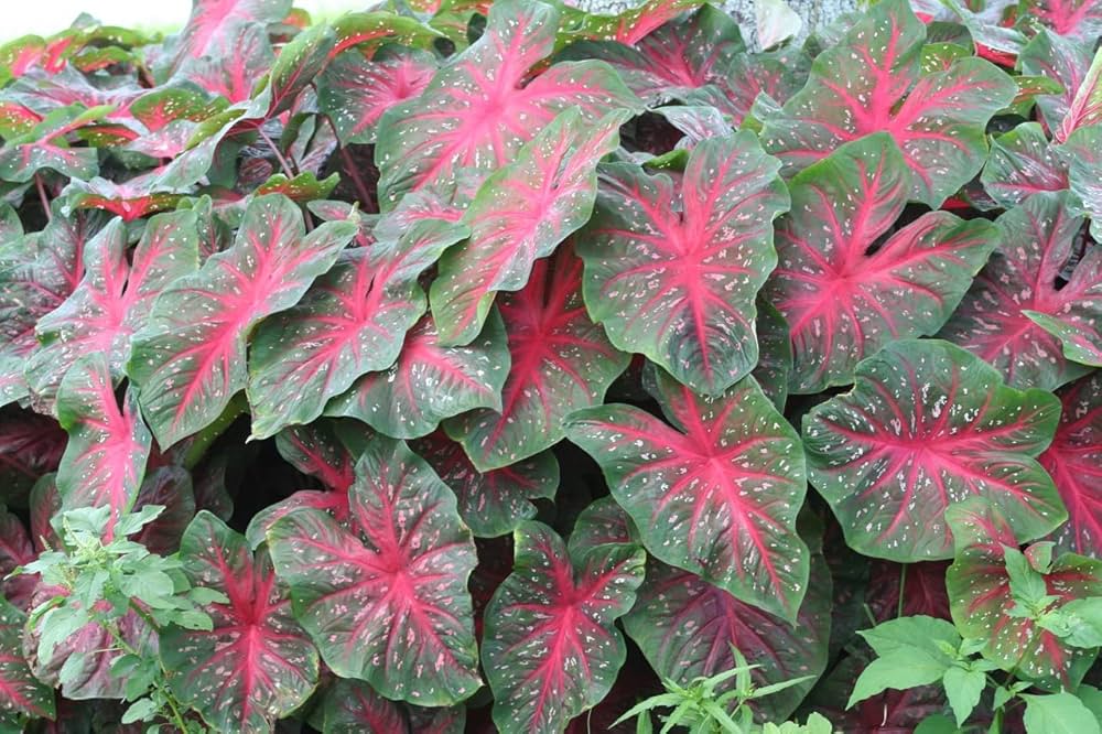 Caladium Flower seeds for Planting Cottage Garden Essential Heirloom & GMO Free Seeds for Home Garden