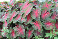 Caladium Flower seeds for Planting Cottage Garden Essential Heirloom & GMO Free Seeds for Home Garden
