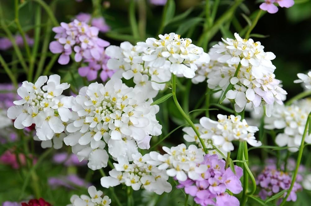 White Candytuf Flower seeds for Planting - Premium Quality, Heirloom & GMO Free Seeds for Home Garden