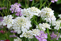 White Candytuf Flower seeds for Planting - Premium Quality, Heirloom & GMO Free Seeds for Home Garden