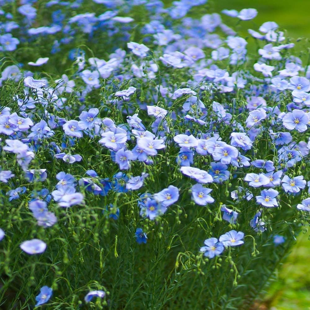 Flax Flower seeds for Planting Colorful Display Heirloom & GMO Free Seeds for Home Garden