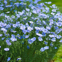 Flax Flower seeds for Planting Colorful Display Heirloom & GMO Free Seeds for Home Garden