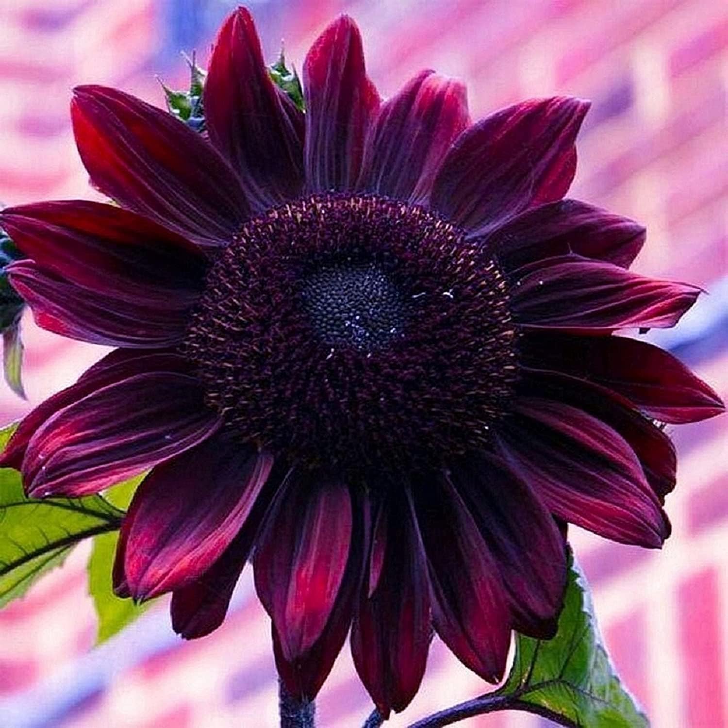 Cherry SunFlower seeds for Planting Seasonal Bloomer Heirloom & GMO Free Seeds for Home Garden