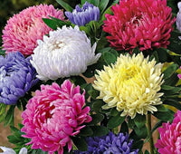 MultiColour China Aster Flower Seeds for Planting Cottage Garden Essential Heirloom & GMO Free Seeds for Home Garden
 
 Sale