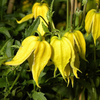 Yellow Tangutica Flower Planting Seeds Collection