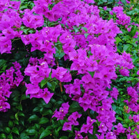 Purple Bougainvillea Flower seeds for Planting Bright Blooms Heirloom & GMO Free Seeds for Home Garden
 
 Sale