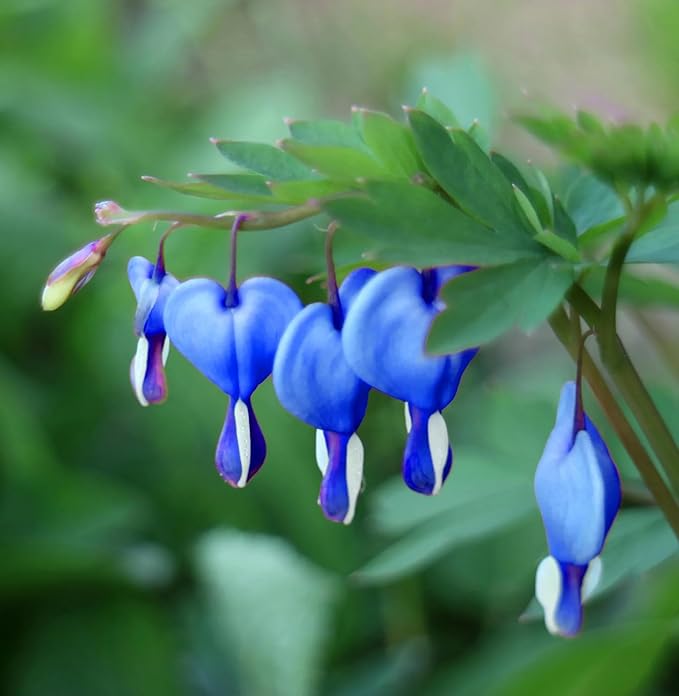 Sky Blue Yellow Heart Flower Seeds for Planting Bright Blooms Heirloom & GMO Free Seeds for Home Garden
 
 Sale