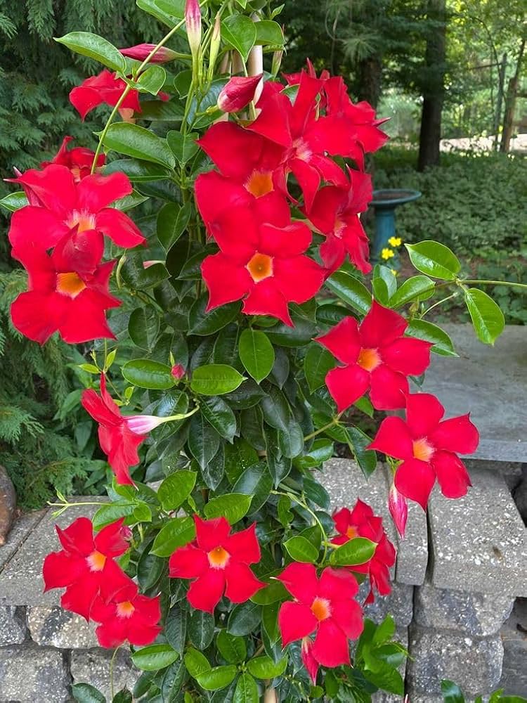 Sanderi Flower seeds for Planting Shade Tolerant Heirloom & GMO Free Seeds for Home Garden 
 
 Sale