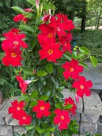Mandevilla Red Sanderi Flower Seeds for Planting  Vibrant Climbing Blooms
