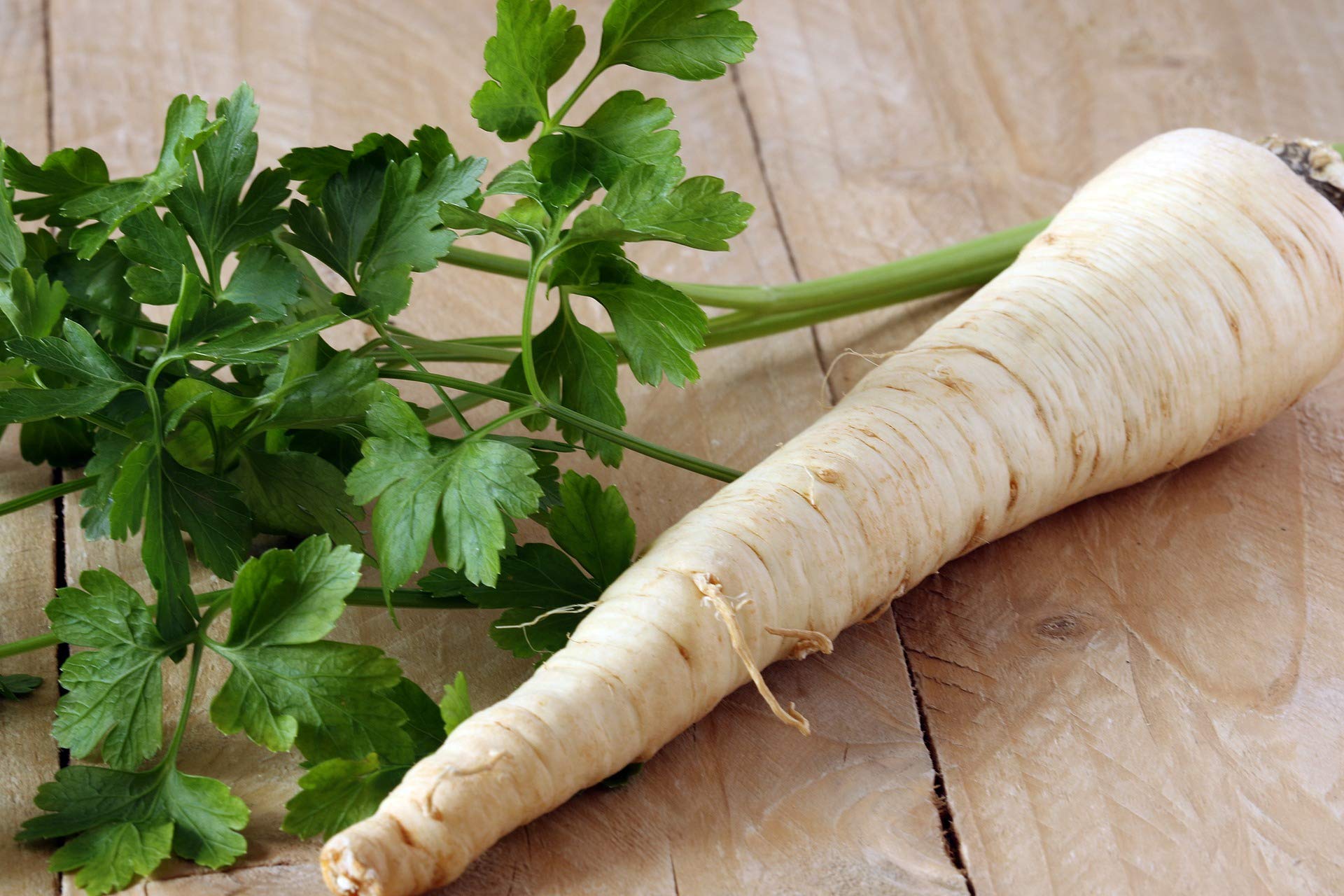 Hamburg Rooted Parsley Petroselinum crispum Seeds for Planting kitchen herb garden