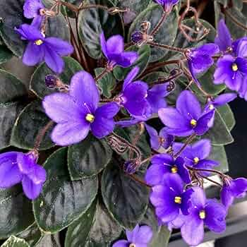 African Violet Delosperma Flower seeds for Planting - Hardy Variety, Heirloom & GMO Free Seeds for Home Garden