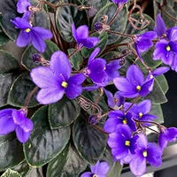 African Violet Delosperma Flower seeds for Planting - Hardy Variety, Heirloom & GMO Free Seeds for Home Garden