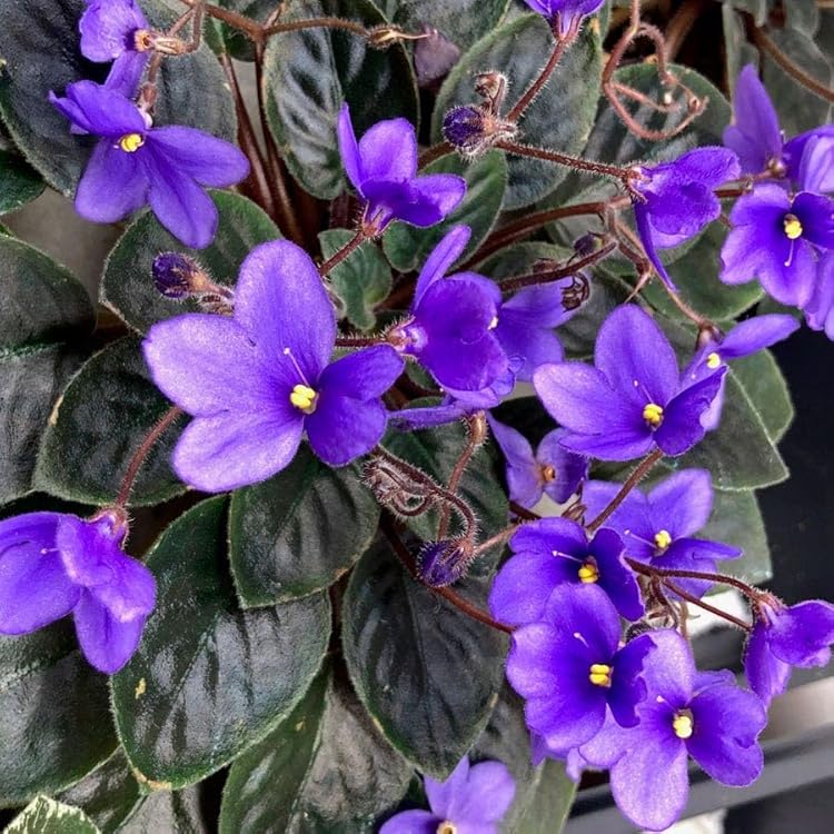 African Violet Flower seeds for Planting - Garden Favorite, Heirloom & GMO Free Seeds for Home Garden
