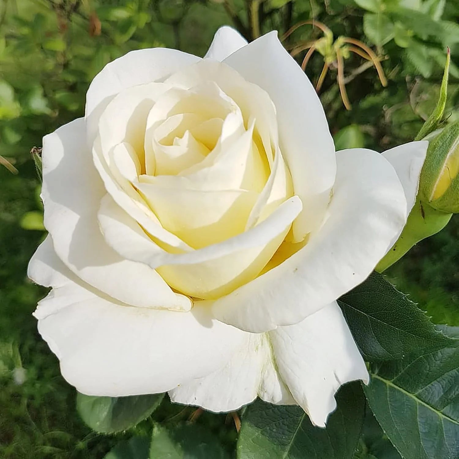 White Rose Flower seeds for Planting Sun Loving Heirloom & GMO Free Seeds for Home Garden