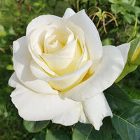 White Rose Flower seeds for Planting Sun Loving Heirloom & GMO Free Seeds for Home Garden
