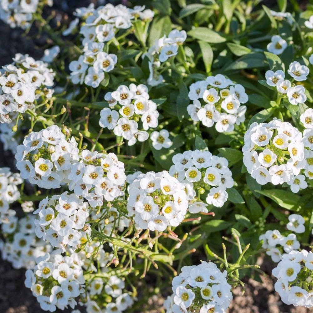 Heirloom Sweet Alyssum Flower seeds for Planting Garden Favorite Heirloom & GMO Free Seeds for Home Garden