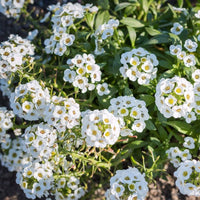 Heirloom Sweet Alyssum Flower seeds for Planting Garden Favorite Heirloom & GMO Free Seeds for Home Garden