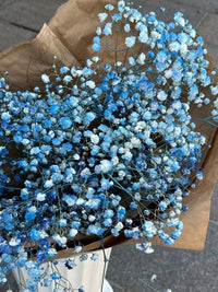 Blue Gypsophila Seeds for Planting - Beautiful Flowering Plant