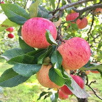 Premium Pink Apple Tree Seeds for Planting - Grow Your Own Delicious Apples