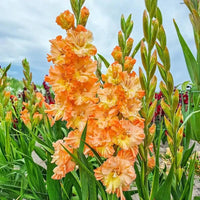 Orange Yellow Gladiolus Flower seeds for Planting - Pollinator Friendly, Heirloom & GMO Free Seeds for Home Garden