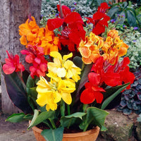 Perennial Canna Flower seeds for Planting Colorful Display Heirloom & GMO Free Seeds for Home Garden