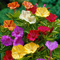 Mirabilis Jalapa Flower Seeds, Complete Planting Guide