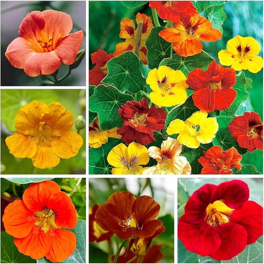 Mix Tropaeolum Majus Flower seeds for Planting - Vibrant Colors, Heirloom & GMO Free Seeds for Home Garden