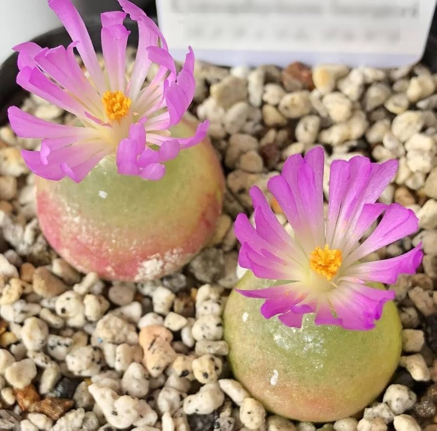 Conophytum Burgeri Succulent Flower seeds for Planting - Easy to Grow, Heirloom & GMO Free Seeds for Home Garden