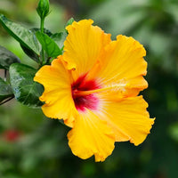 Yellow Hibiscus Flower Seeds for Planting Low Maintenance Heirloom & GMO Free Seeds for Home Garden
 
 Sale