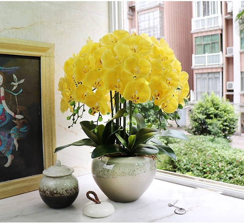Butterfly Orchids Flower Seeds Yellow Planting